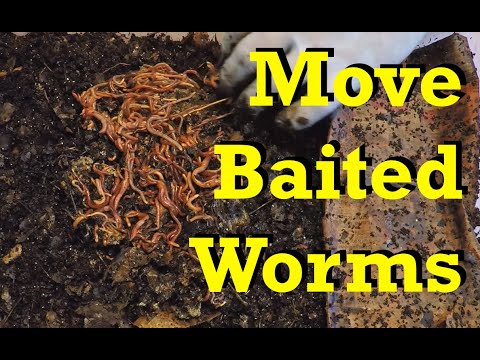 Move baited worms from finishing tubs to active bins during feeding - vermicomposting