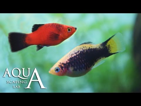 Aquascaping Lab - Platy fish, Xiphophorus Maculatus technical sheet / scheda tecnica pesce