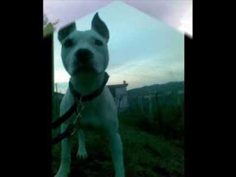 DAFNI -& PIT BULLI JEM