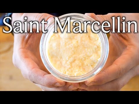 Making Saint Marcellin – A Cheese With a Fondue Like Interior