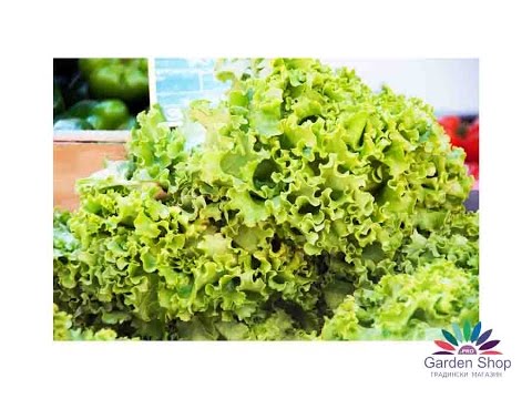 Quality seeds of salad (lettuce) with unique flavor type Batavia