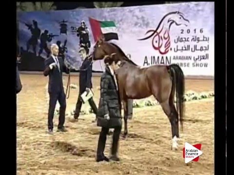 N.107 FARIDAH AL BIDAYER - Ajman 2016 - Mares 4 years old (Class 4)