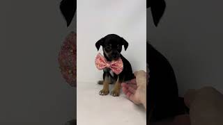 Video preview image #1 Chihuahua-Unknown Mix Puppy For Sale in Benton, LA, USA
