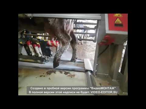 Работа Lely Meteor