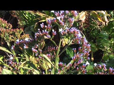 Siempreviva canaria: Limonium arborescens (www.riomoros.com)