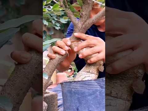 Amazing plant grafting #grafting #graftingtechnique #graftingplants