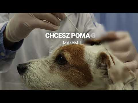 Technikum TEB Edukacja w Rybniku - kierunek Technik weterynarii