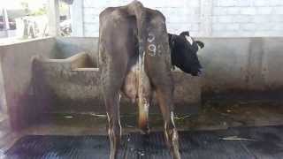 preview picture of video 'Sapi perah FH dengan produksi susu tinggi - Kelompok ternak sapi Maju Makmur Krajan'