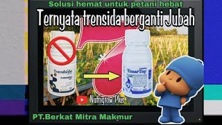 Download lagu TenarTop 325 SC adalah produk fungsida regenerasi dari Trendsida terdahulu. mp3 Download lagu TenarTop 325 SC adalah produk fungsida regenerasi dari Trendsida terdahulu. mp3