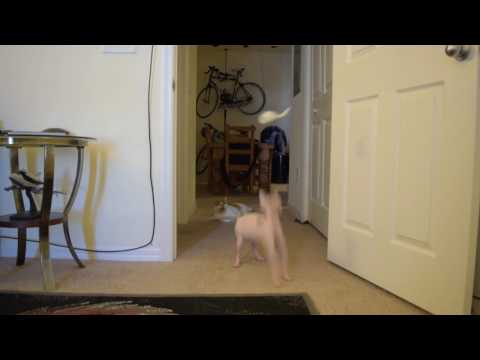 Phyrexian Obliterator: Sphynx Cat vs. New Door Mouse