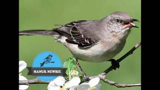 Download lagu Kicau Burung Mockingbird Masteran Semua Jenis Buru... mp3