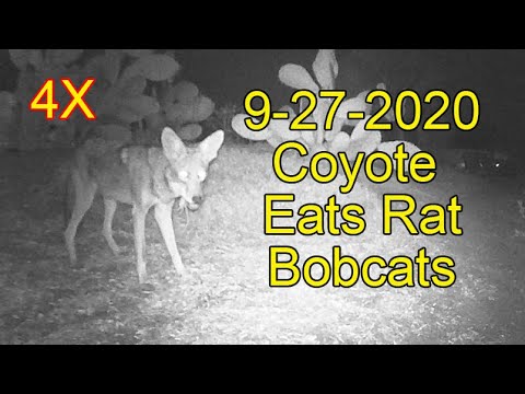 9-27-2020 Coyote Eats Rat and Bobcat Visits Speed x4