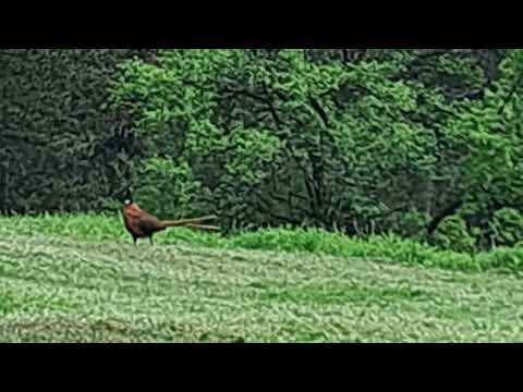 Hisar hill Pheasant an Hisar Hill