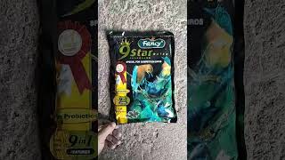 Download lagu FANCY 9 STAR RATED SPECIAL FOR COMPETITION BIRDS#shorts mp3 Download lagu FANCY 9 STAR RATED SPECIAL FOR COMPETITION BIRDS#shorts mp3