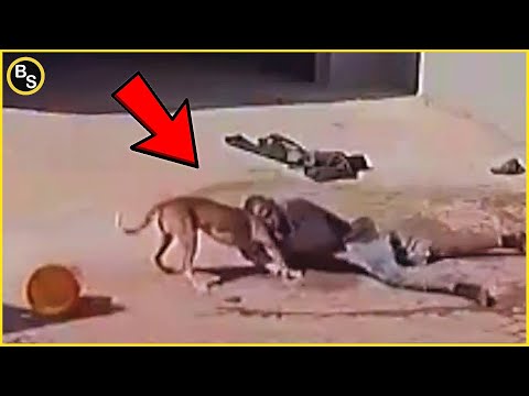 Thieves Disappointed When Encountering Dogs! - Instant Karma