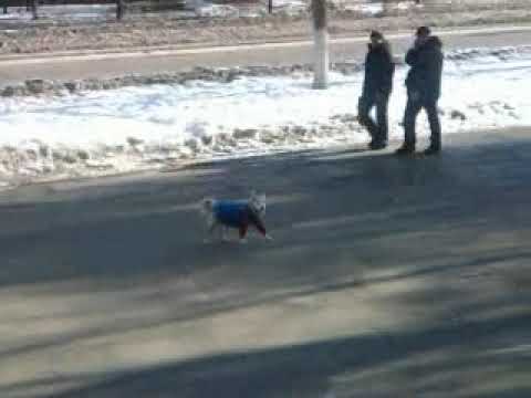 ЛАПЫ МЁРЗНУТ+