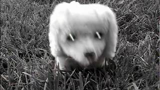 RANDY BEWARE (semi-final cut)