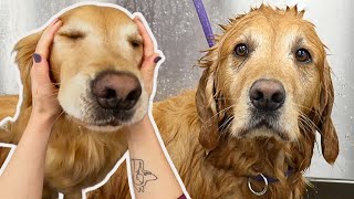 The most golden of Golden Retrievers that has ever Goldened