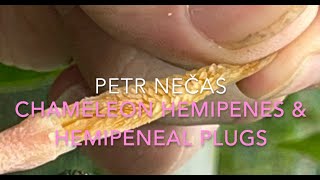 CHAMELEON HEMIPENES & HEMIPENEAL PLUGS
