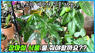 베란다정원에서 꼭 키워야 할 새로운 식물 15종!! feat. 장마철 물주기!!