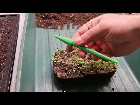 Hogyan ültessük át a zeller palántákat?