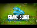 The Snake Island - Let's explore deadliest island on Earth – [Hindi] – Infinity Stream