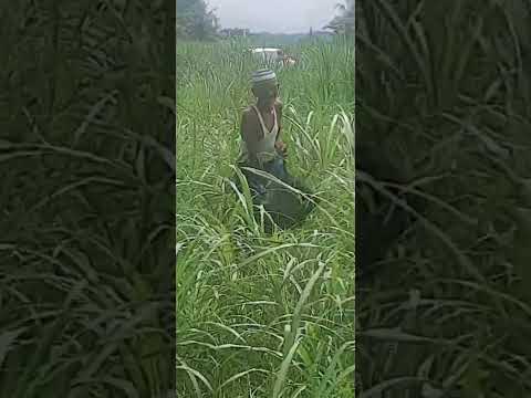 Terimakasih Bapak Tani, terimakasih Ibu Tani, Tugas anda sungguh mulia