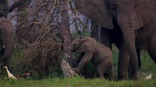 National Geographic Live – Nature Roars Back