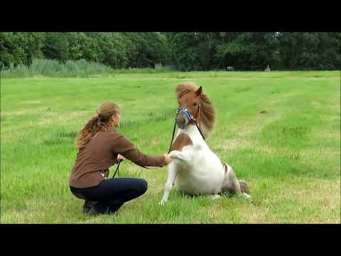 Anna & Spirit -  Spaß am Langzügel