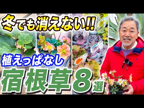 ヘレボルスクリスマスローズが凍らない屋外植物