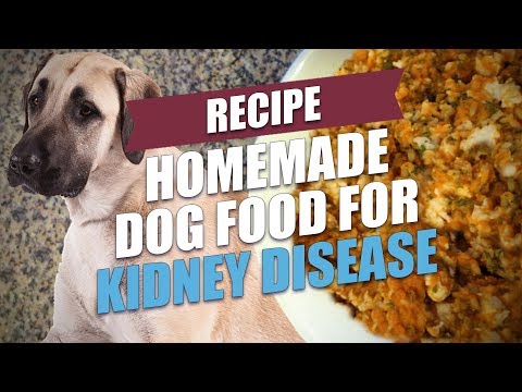 download lagu mp3 mp4 K9 Kidney Diet Recipes, download lagu K9 Kidney Diet Recipes gratis, unduh video klip K9 Kidney Diet Recipes