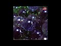 Seam - Kernel (alt. version)