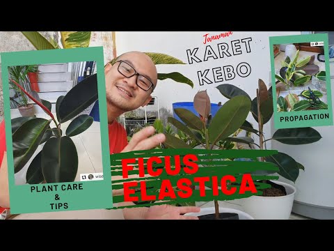 , title : '#plantcareandtips #ficuselastica Tips Merawat Tanaman Karet Kebo atau Ficus Elastica'