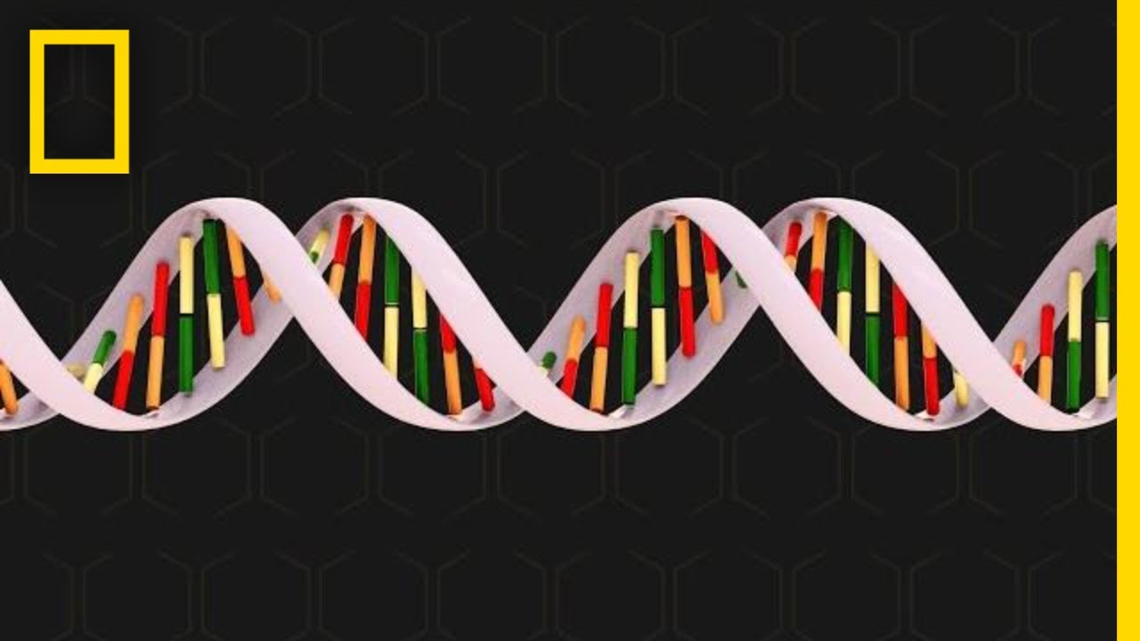 Putar video Apa Itu Genetika Dalam Biologi sekarang Apa Itu Genetika Dalam Biologi