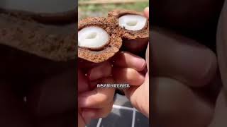 佛心菩提果真相揭秘 #佛心菩提 #文玩收藏 #文化傳承 Bodhi Seed Beads: The True Value of Spiritual Craft?