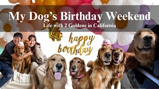 My Dog's Birthday Weekend! - traveling with two goldens, Lake Tahoe, dog friendly adventures