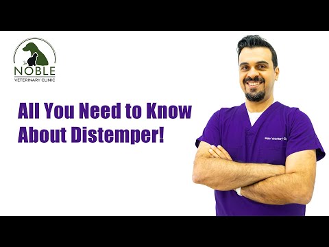 All You Need to Know About Canine Distemper!
