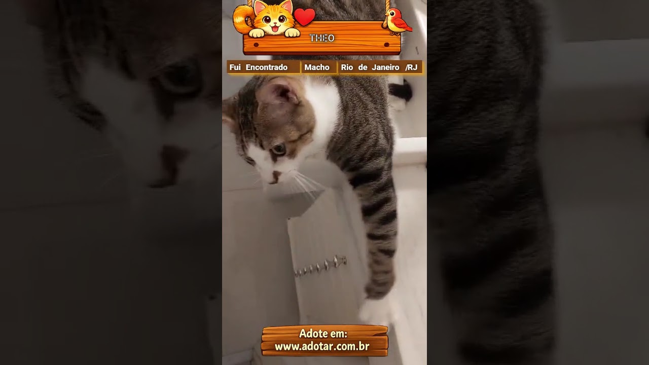 Gato raça SRD-ViraLata idade 2 anos nome THEO