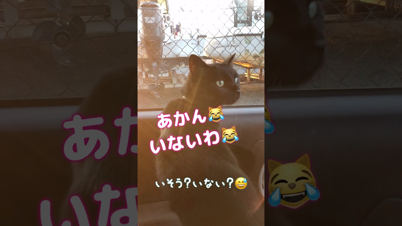 まるで小学生⁉️表情豊かに #しゃべる猫
