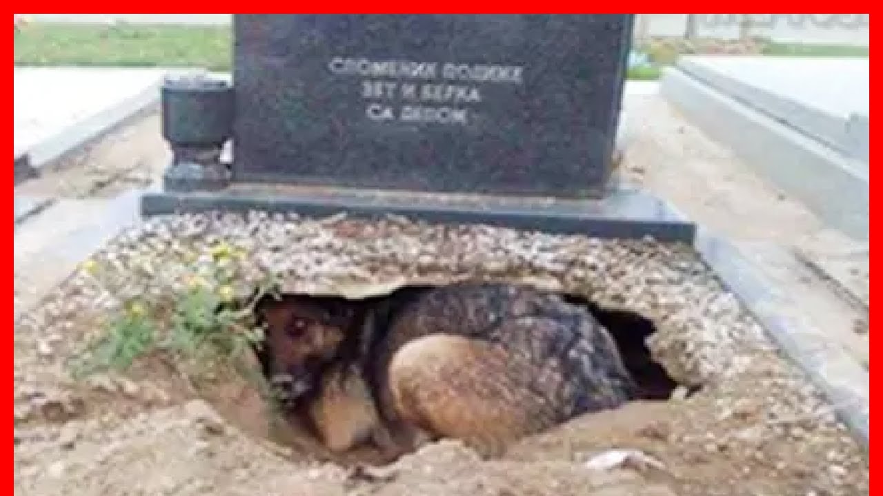 People Thought This Dog Was Grieving For Her Lost Owner Until A Woman Discovered her Secret