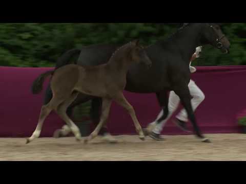 KN 67 Sinfonie Sf v. Sir Heinrich - De Niro