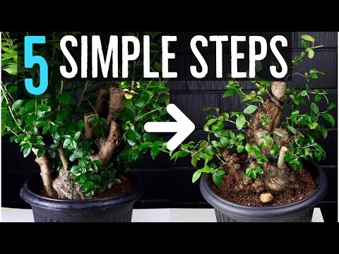 5 Steps to Styling Raw Bonsai Material (YOU Can Do It)