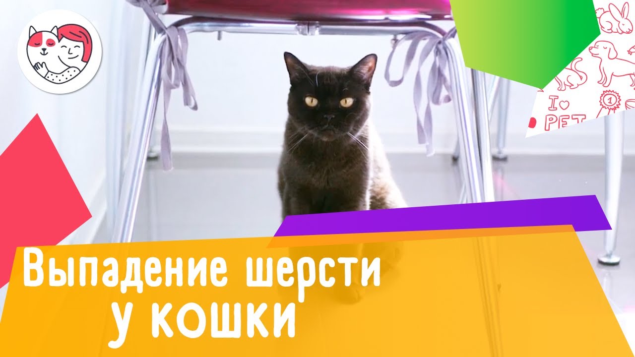 3 причины выпадение шерсти у кошек