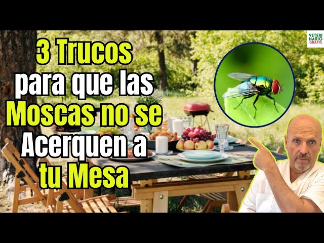 Vídeo relacionado con YWAQMCT Retráctiles Ahuyentador de Moscas, Interiores y Exteriores, Ideal para Picnic, Restaurante y BBQ (6, Naranja) (6, Paja Blanca)