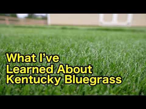 Kentucky Bluegrass What I’ve Learned