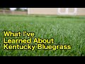 Kentucky Bluegrass What I’ve Learned