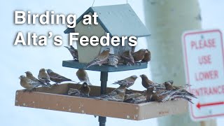So Many Alpine Winter Birds at VERY Active Feeders