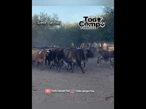 gente linda de Siete Palmas