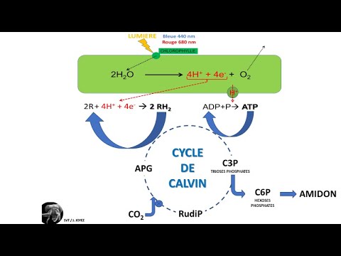 Photosynthesis in the chloroplast
