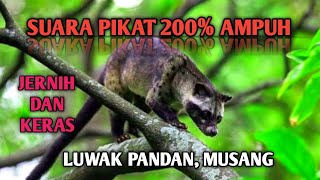 Download lagu Suara pikat luwak, suara pikat musang ampuh, musang pandan mp3 Download lagu Suara pikat luwak, suara pikat musang ampuh, musang pandan mp3